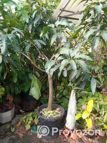 ব্রুণাই কিং আম গাছ