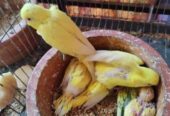 Tame size budgie bird