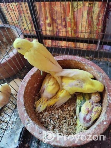 Tame size budgie bird