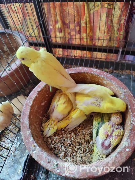 Tame size budgie bird