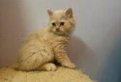Pure Persian kittens