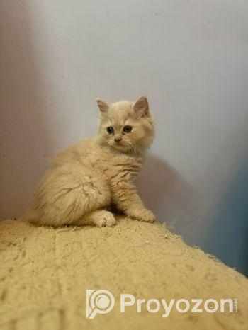 Pure Persian kittens