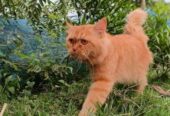 Traditional Persian cat male 13 months