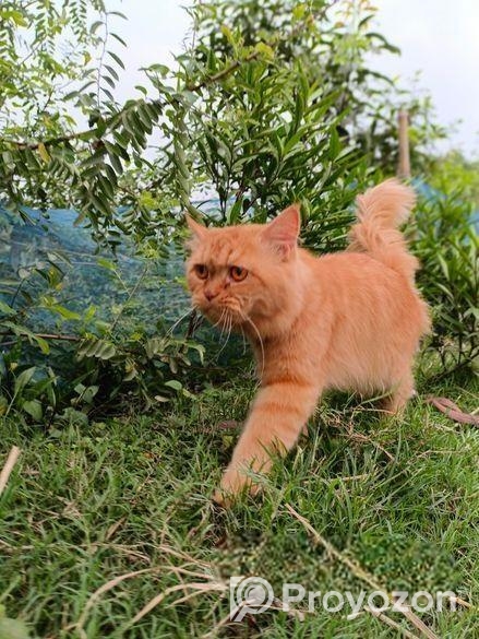 Traditional Persian cat male 13 months