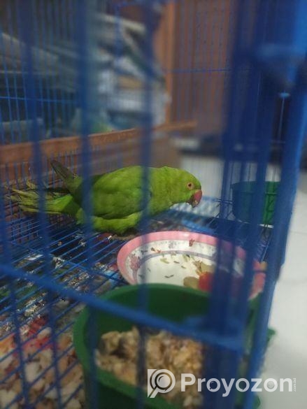 Indian ringneck Tiya