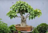 Liker Bonsai