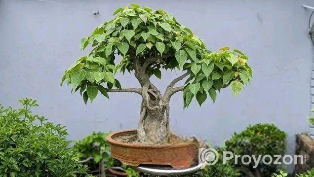 Liker Bonsai