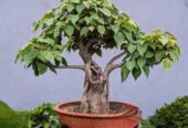 Liker Bonsai
