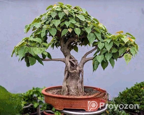 Liker Bonsai