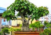Liker Bonsai
