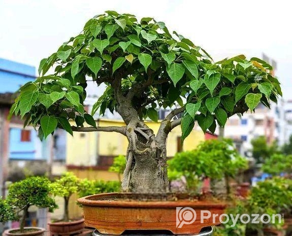 Liker Bonsai