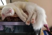 Cat for sell Post