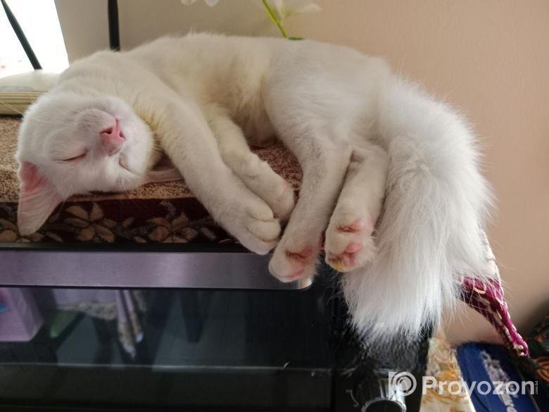 Cat for sell Post