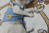 Cat for sell Post