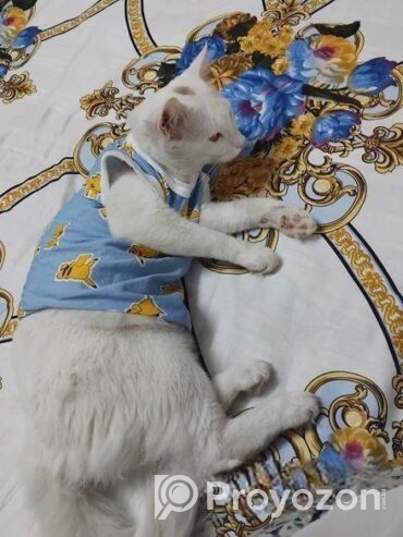 Cat for sell Post
