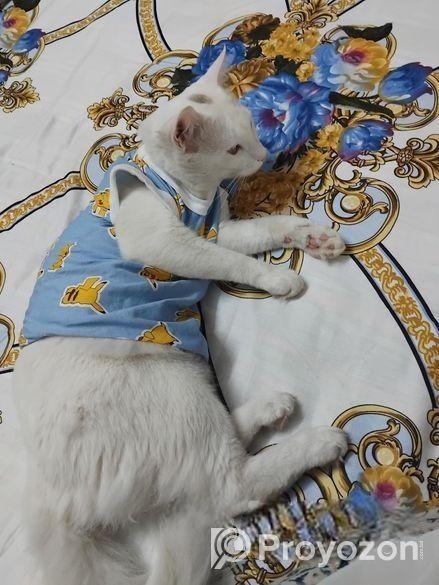 Cat for sell Post