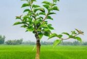চিলি সিরিজের মাল্টিগ্রাফটিং ৫ কালার বাগান বিলাশ