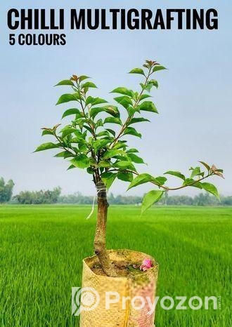 চিলি সিরিজের মাল্টিগ্রাফটিং ৫ কালার বাগান বিলাশ