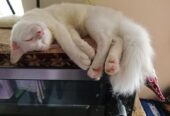 Cat for sell Post