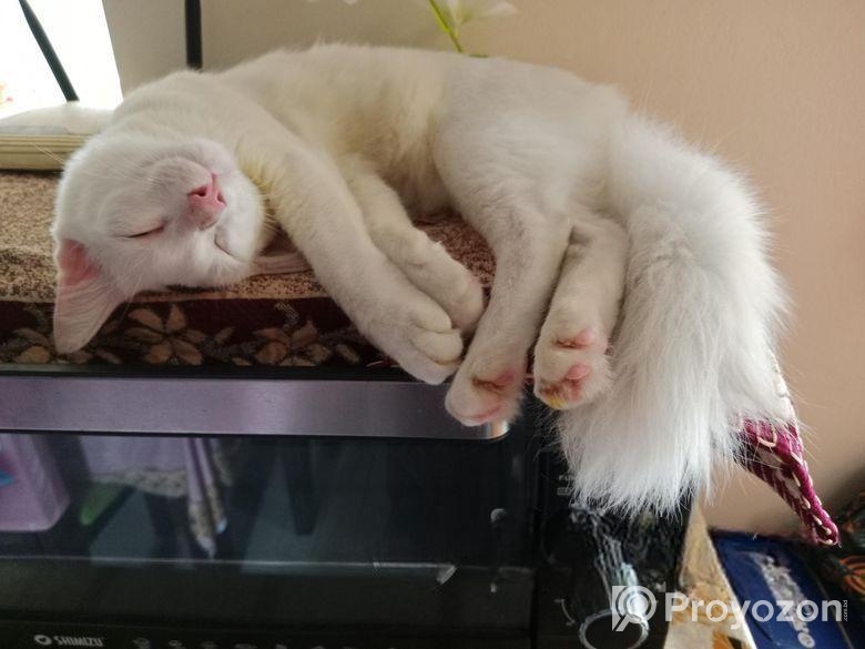 Cat for sell Post