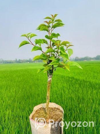 চিলি সিরিজের মাল্টিগ্রাফটিং ৫ কালার বাগান বিলাশ