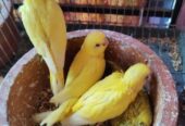 Tame size budgie bird