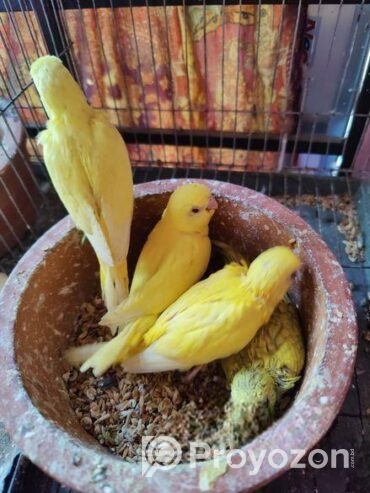 Tame size budgie bird