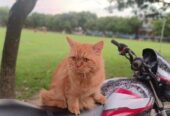 Traditional Persian cat male 13 months