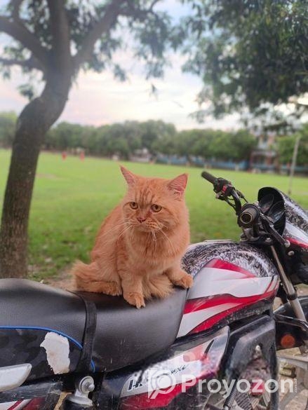 Traditional Persian cat male 13 months