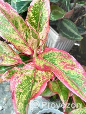 কেকটাস,পাতাবাহার,ইনডোর প্ল্যান্ট পাওয়া যায়