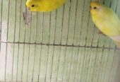 bajigar pakhi adult
