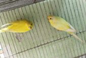 bajigar pakhi adult