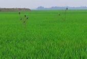 কৃষি জমি, বাড়ি করার উপযোগী,