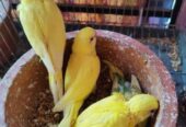 Tame size budgie bird