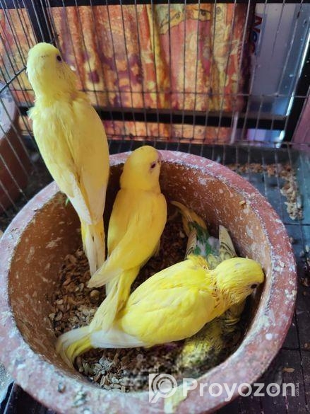 Tame size budgie bird
