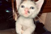 Cute Cat Sell Post