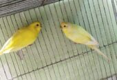 bajigar pakhi adult