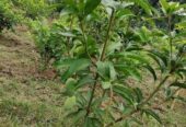 Baromasi mango pen