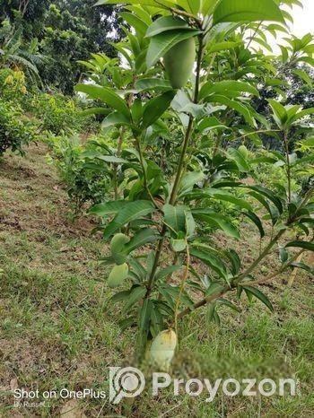 Baromasi mango pen