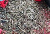 Satkhira’s Original Bagda Shrimp