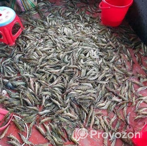 Satkhira’s Original Bagda Shrimp