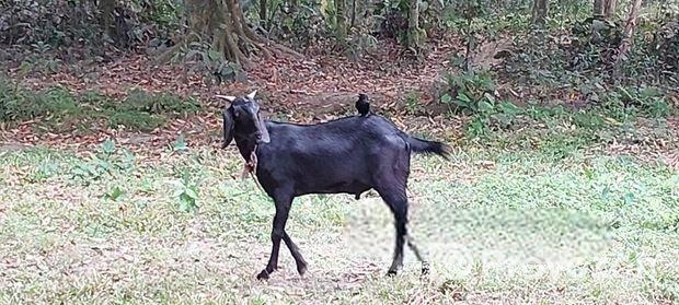 দেশি ছাগল