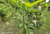 Baromasi mango pen