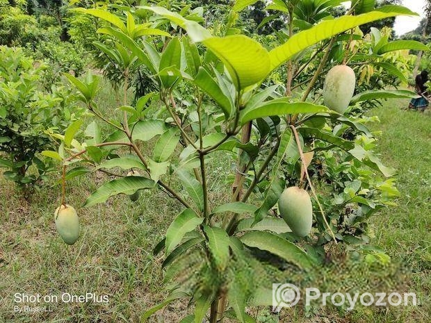 Baromasi mango pen