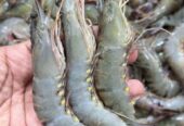 Satkhira’s Original Bagda Shrimp