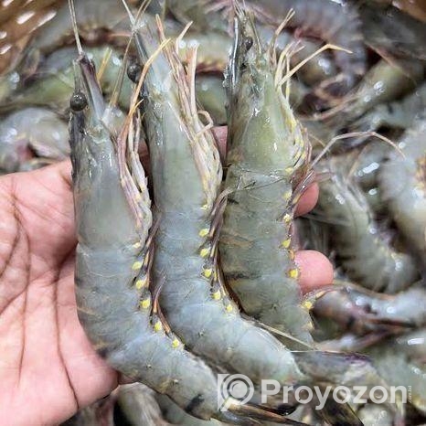 Satkhira’s Original Bagda Shrimp