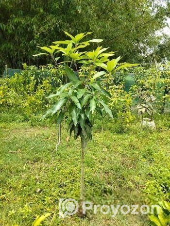 Baromasi mango pen