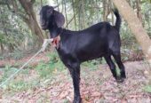 দেশি ছাগল