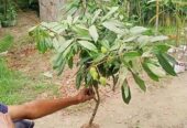 লিচুর কলম