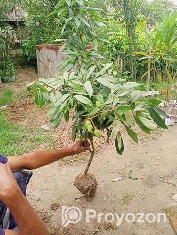 লিচুর কলম